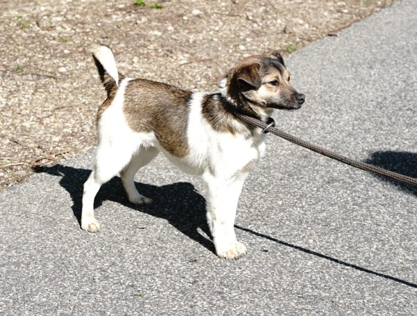 Kitti - Image 6