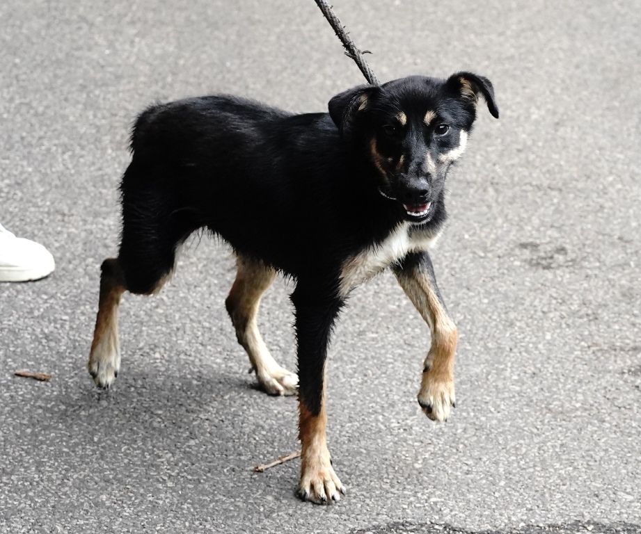 Brúnó 5. - Image 4