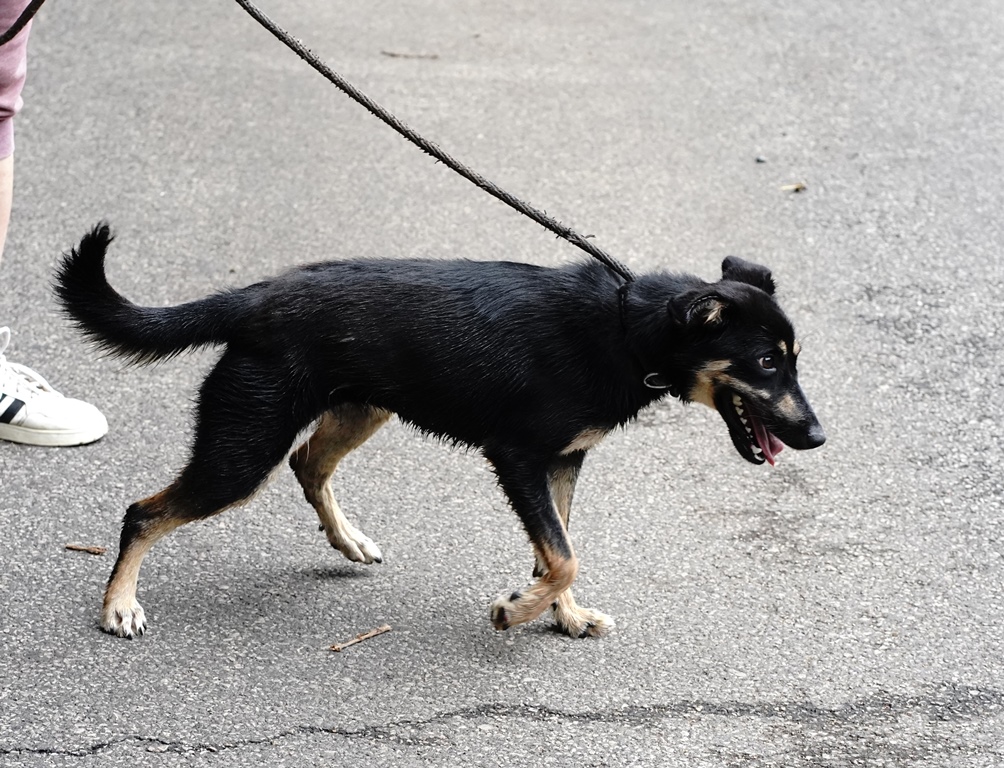 Brúnó 5. - Image 3