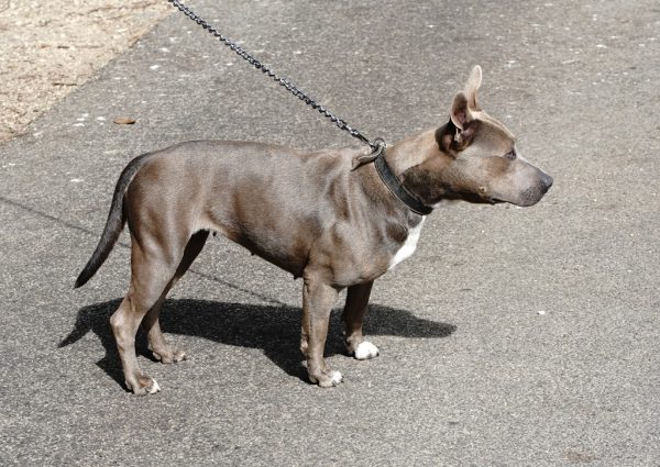 Lili 3. - Image 2