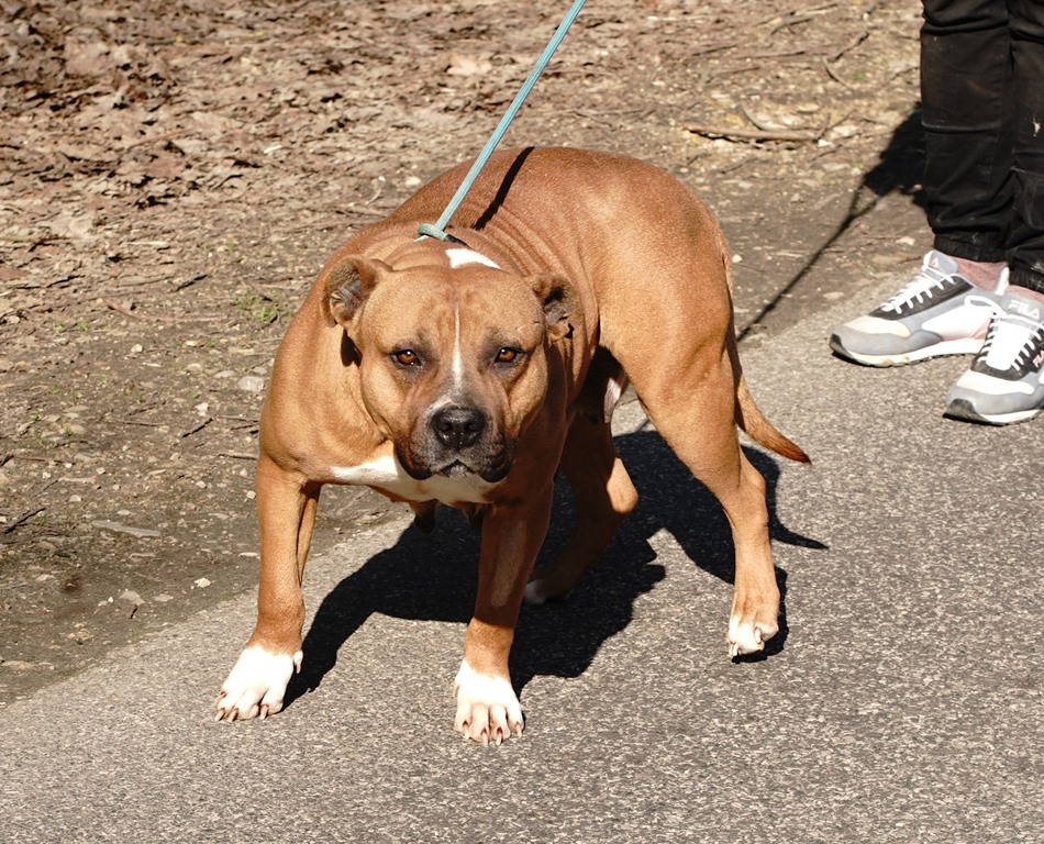 Pipi - Image 4