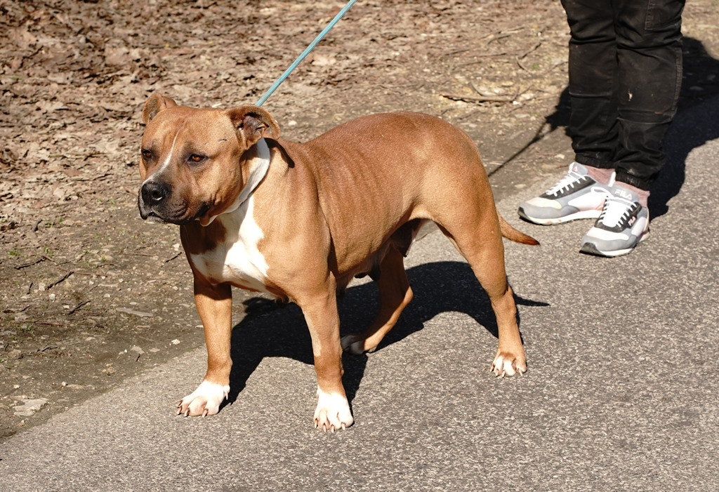 Pipi - Image 6