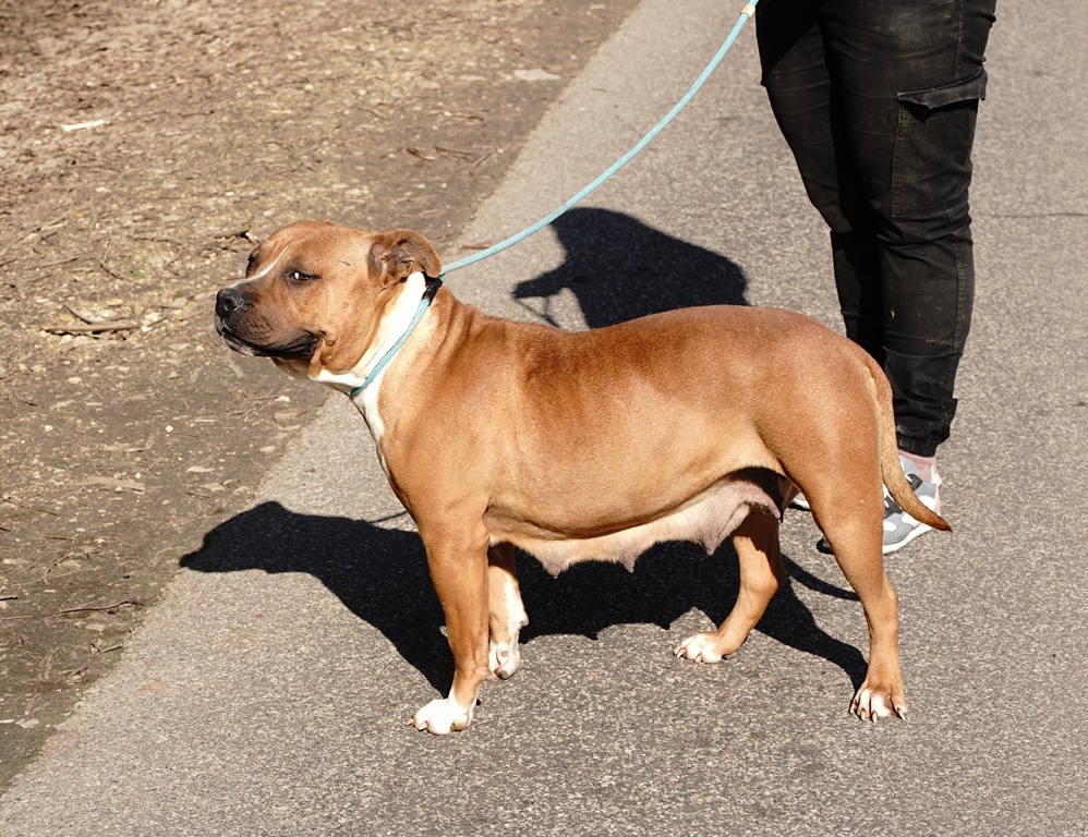 Pipi - Image 7